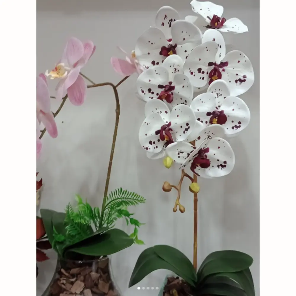 Orquídea Presente